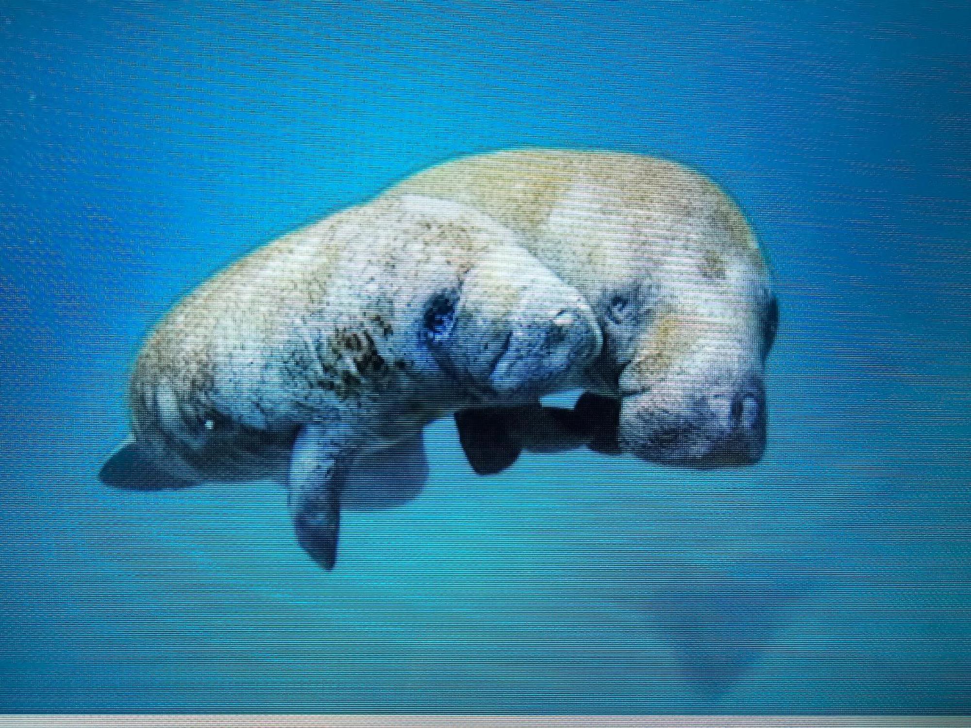 Апартаменты Manatee Watch Den Кристал-Ривер Экстерьер фото